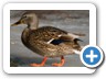 Female Mallard
Photo by Rama Janaswamy